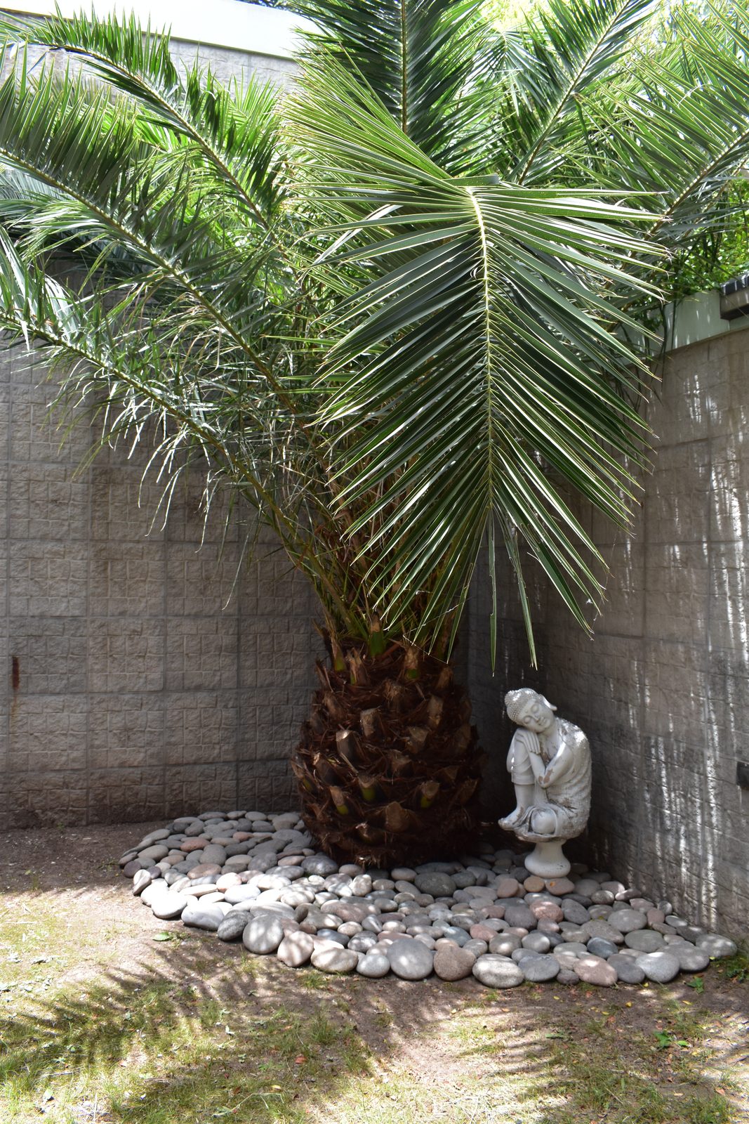 Patio Zen con palmera y camino de piedras